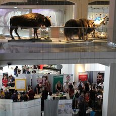 Migration live und in Geschichte - das war möglich im Staatlichen Museum für Archäologie Chemnitz.